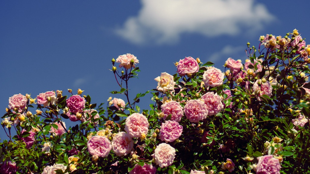 Cultivating Quiet Software: The Art of Restraint in Product Design